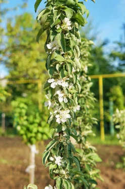 Äpple Pelarträd 'Redcats'>Omnia garden Clearance
