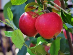 Äpple 'P.J. Bergius' syn. 'Röd Sävstaholm'>Omnia garden Best
