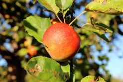 Äpple 'Queen Cox' syn. 'Cox's Orange Queen'>Omnia garden Discount