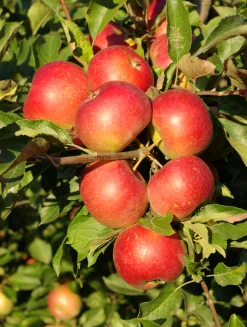 Äpple 'Queen Cox' syn. 'Cox's Orange Queen'><noscript><img width=