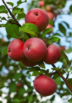 Äpple 'Rödluvan'>Omnia garden Outlet
