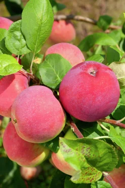 Äpple 'Röd Melba'>Omnia garden Best