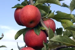 Äpple 'Röd Melba'>Omnia garden Best