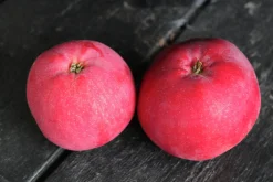 Äpple 'Röd Melba'><noscript><img width=
