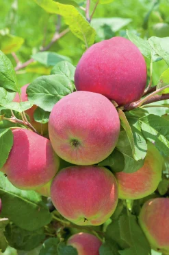 Äpple 'Röd Melba' Svagväxande><noscript><img width=