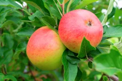 Äpple 'Rubinola'>Omnia garden