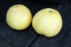Äpple 'Silva'>Omnia garden Online