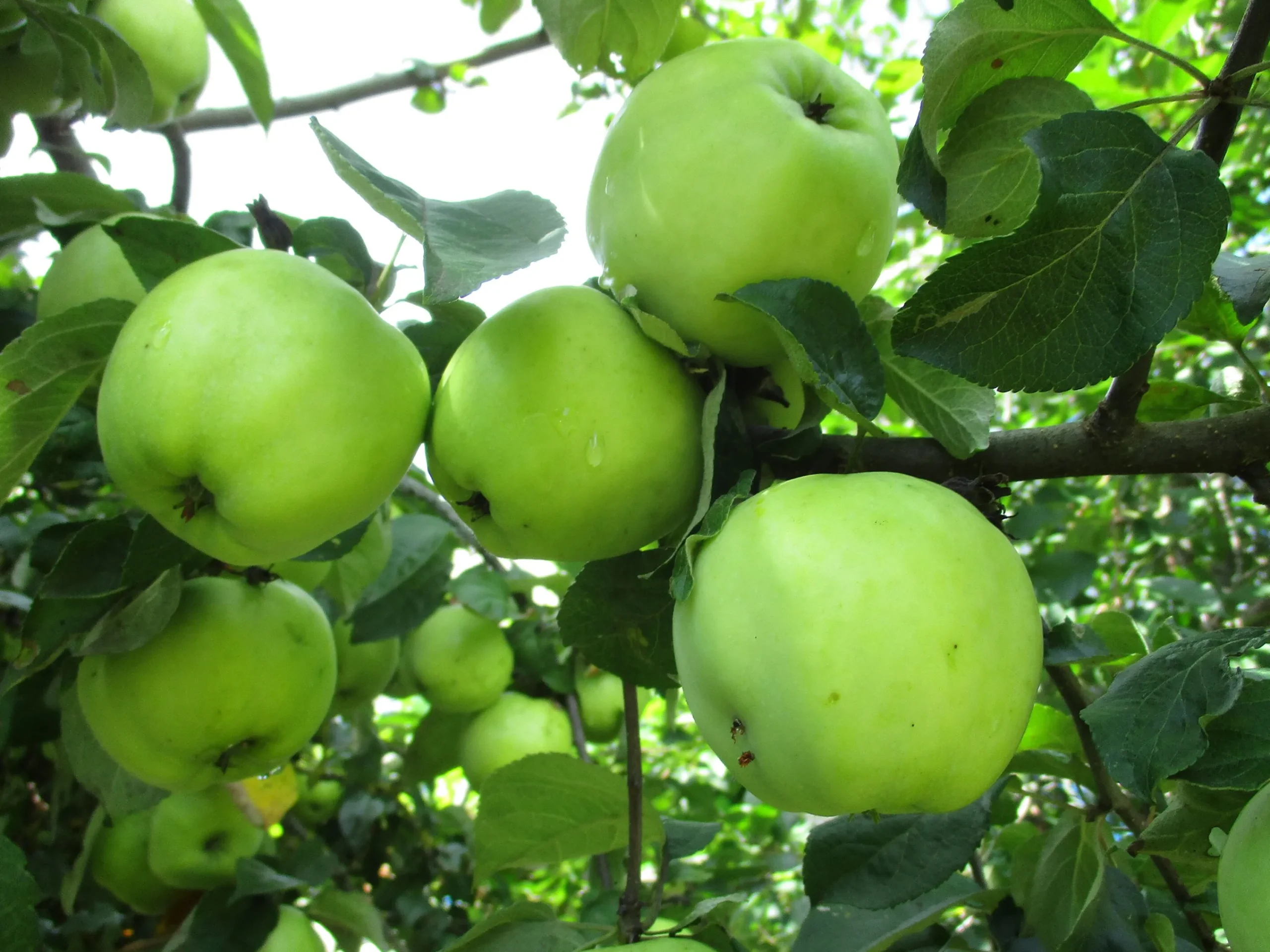 Äpple 'Silva'>Omnia garden Online