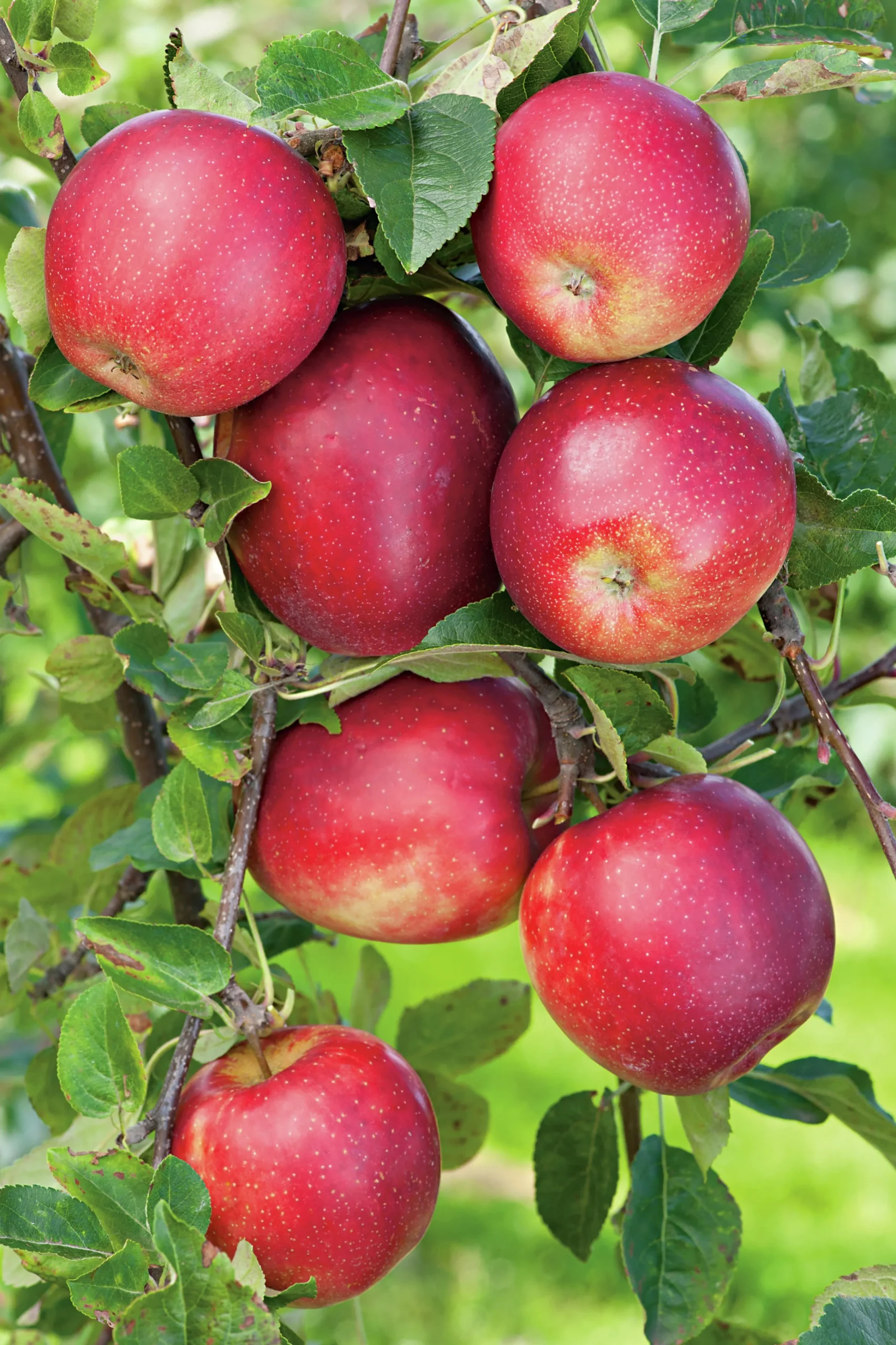 Äpple 'Summerred' Krukodlad>Omnia garden Discount