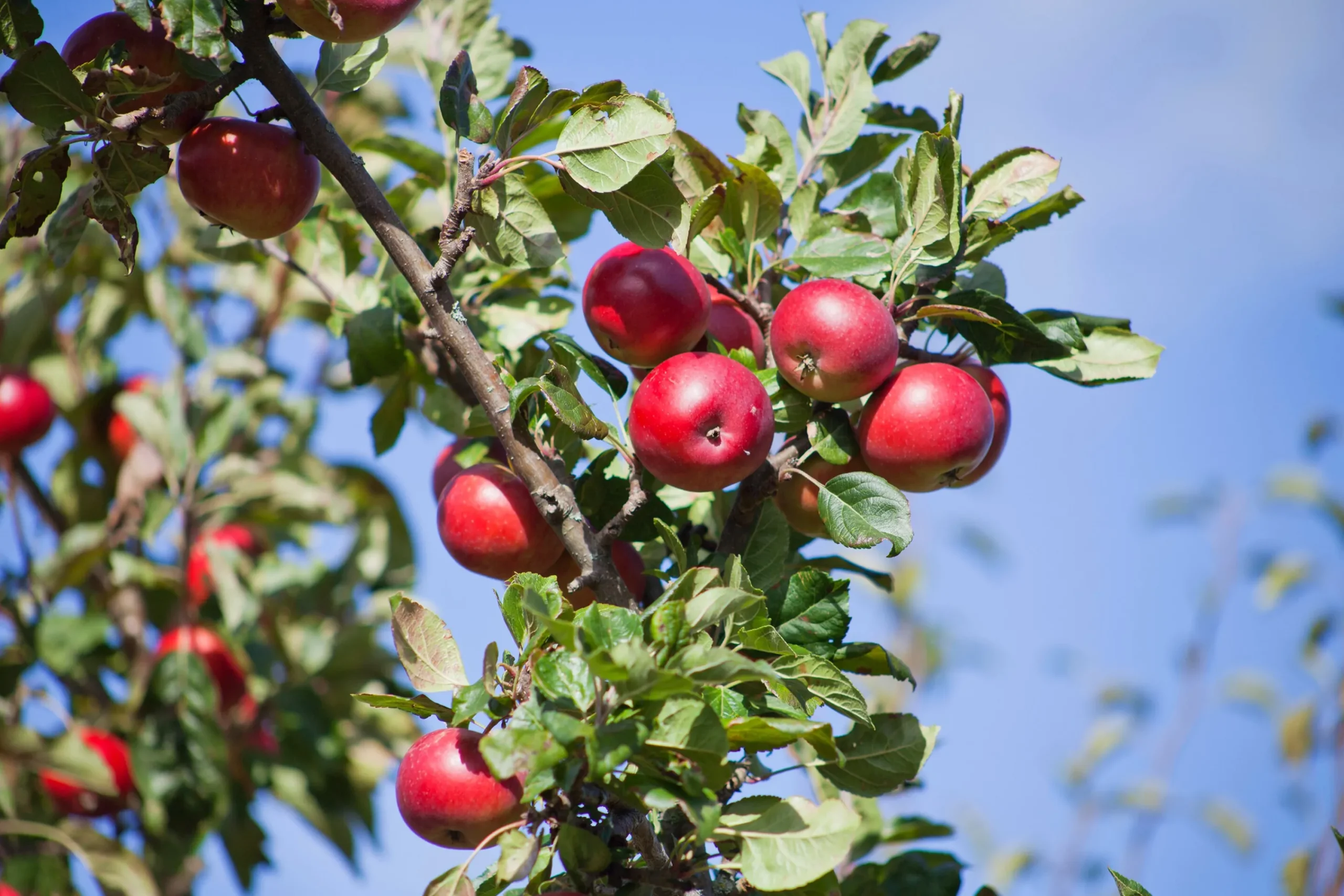 Äpple 'Summerred' Krukodlad>Omnia garden Discount