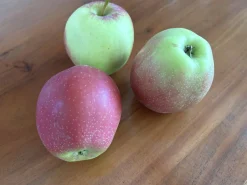 Äpple 'Summerred' Svagväxande B9 Krukodlad>Omnia garden Outlet