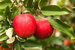 Äpple 'Summerred' Svagväxande B9 Krukodlad><noscript><img width=
