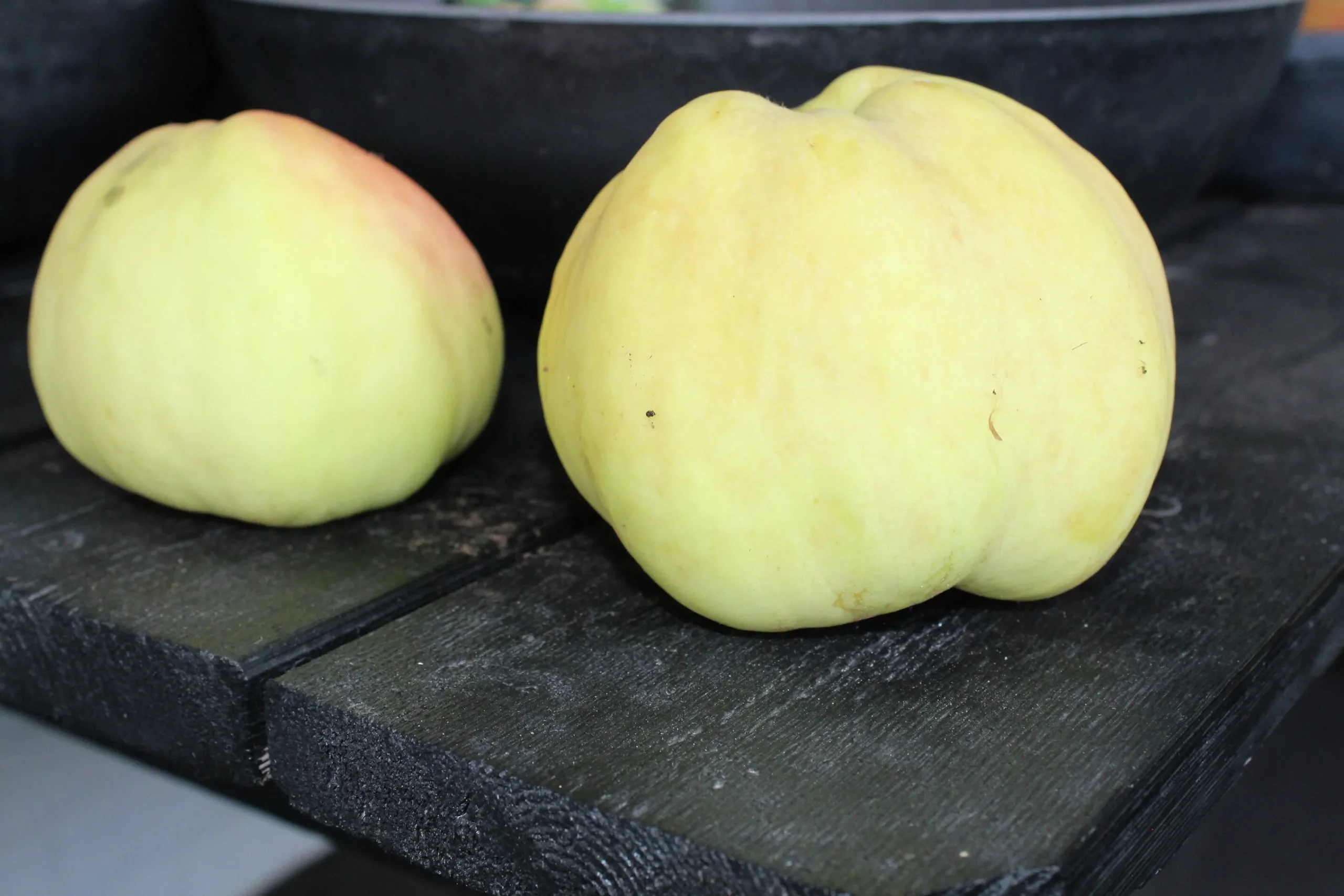 Äpple 'Transparente Blanche' Krukodlad>Omnia garden Hot