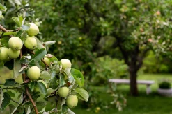 Äpple 'Transparente Blanche' Krukodlad>Omnia garden Hot