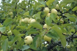 Äpple 'Transparente Blanche' Krukodlad><noscript><img width=