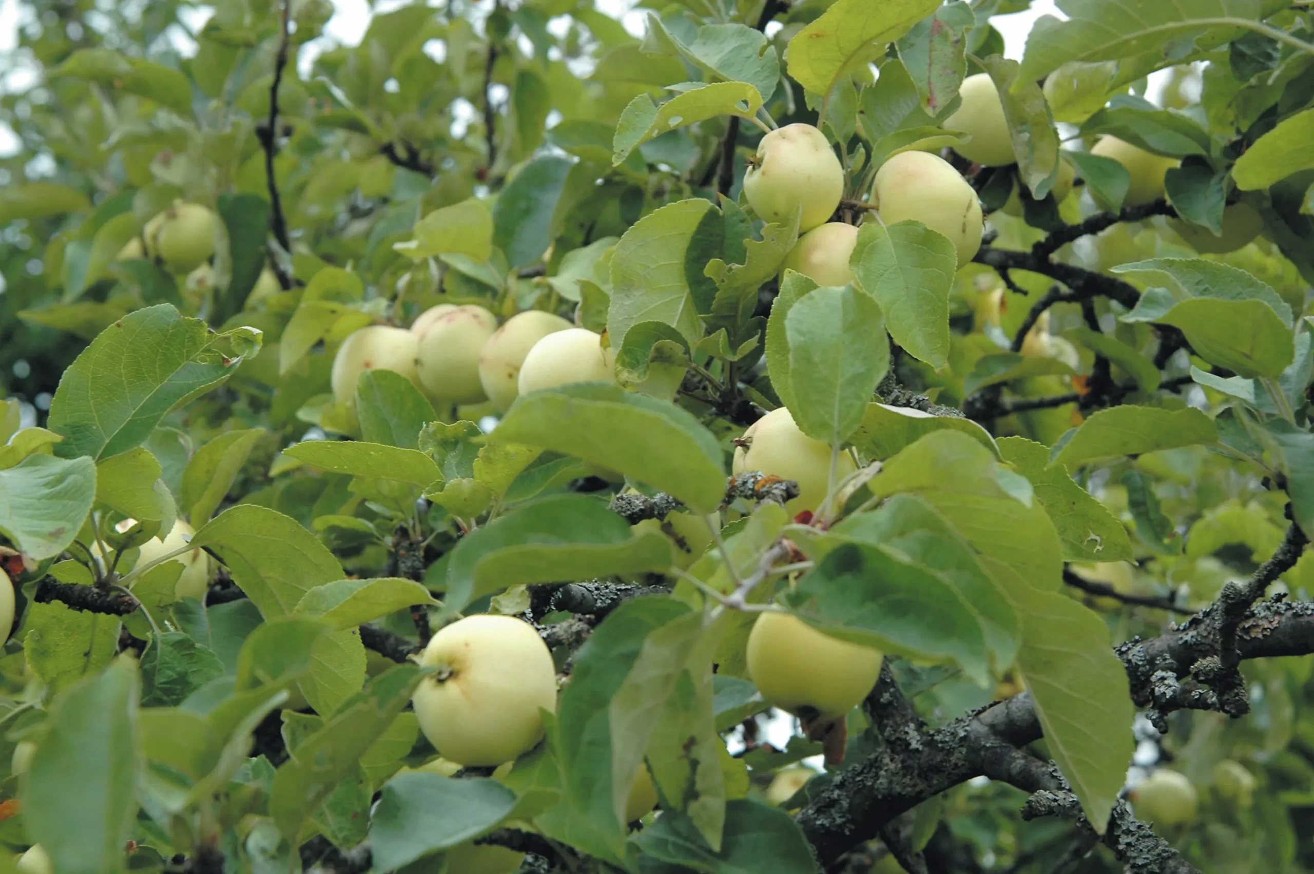 Äpple 'Transparente Blanche' Krukodlad>Omnia garden Hot