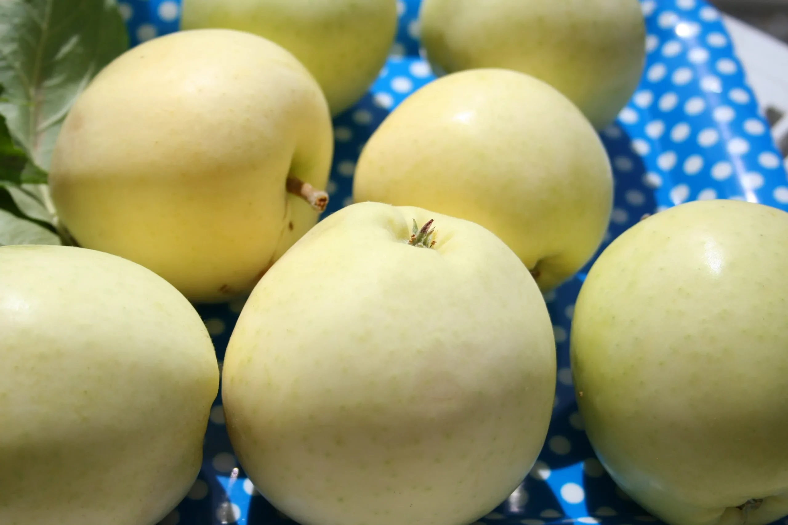 Äpple 'Transparente Blanche' Krukodlad>Omnia garden Hot