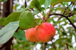 Äpple 'Trulsa' E>Omnia garden Hot