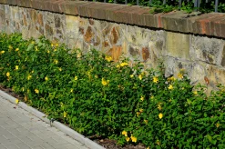 Prakthypericum D:9-11cm Krukodlad><noscript><img width=
