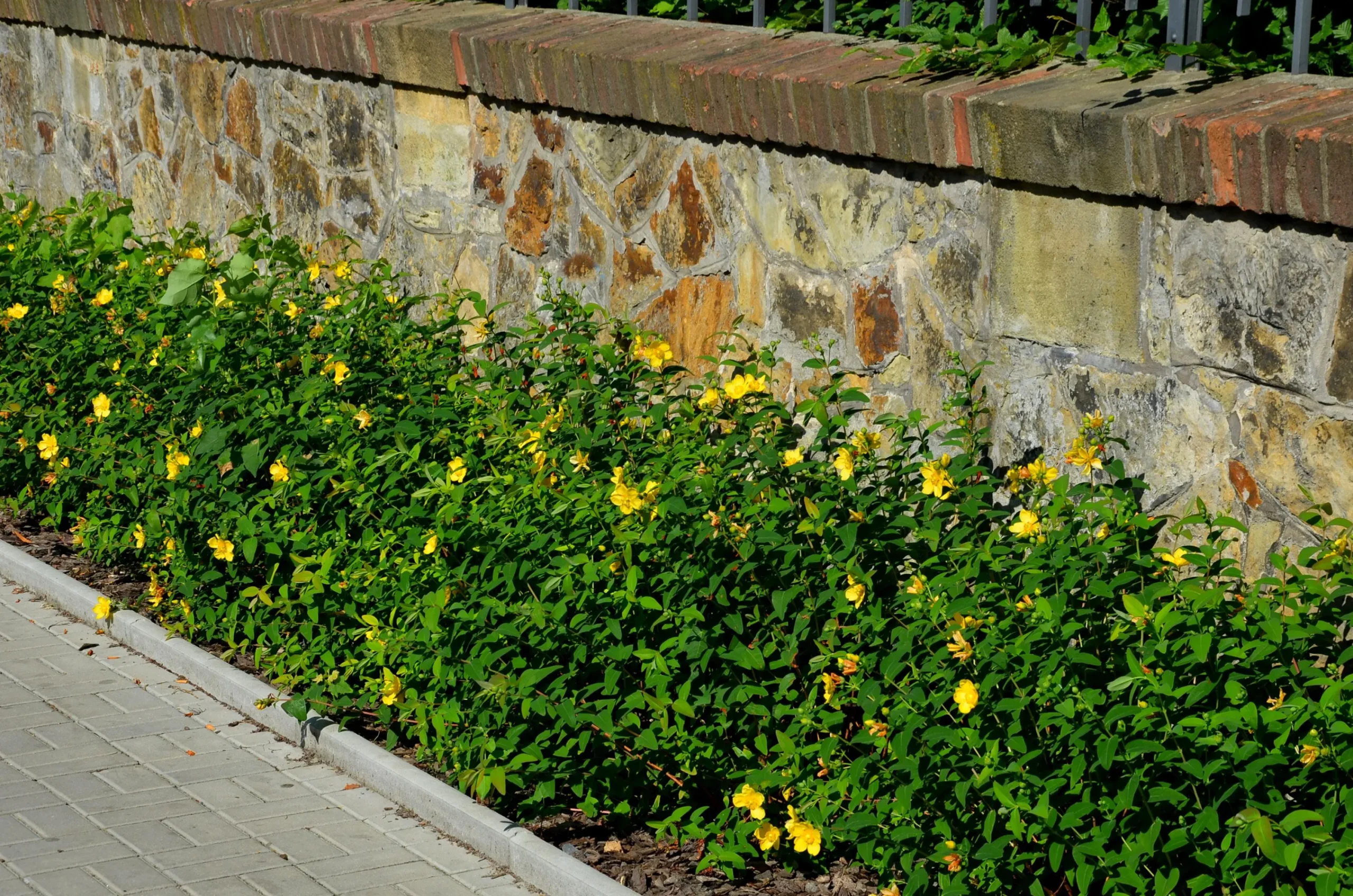 Prakthypericum D:9-11cm Krukodlad>Omnia garden