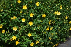 Prakthypericum D:9-11cm Krukodlad><noscript><img width=