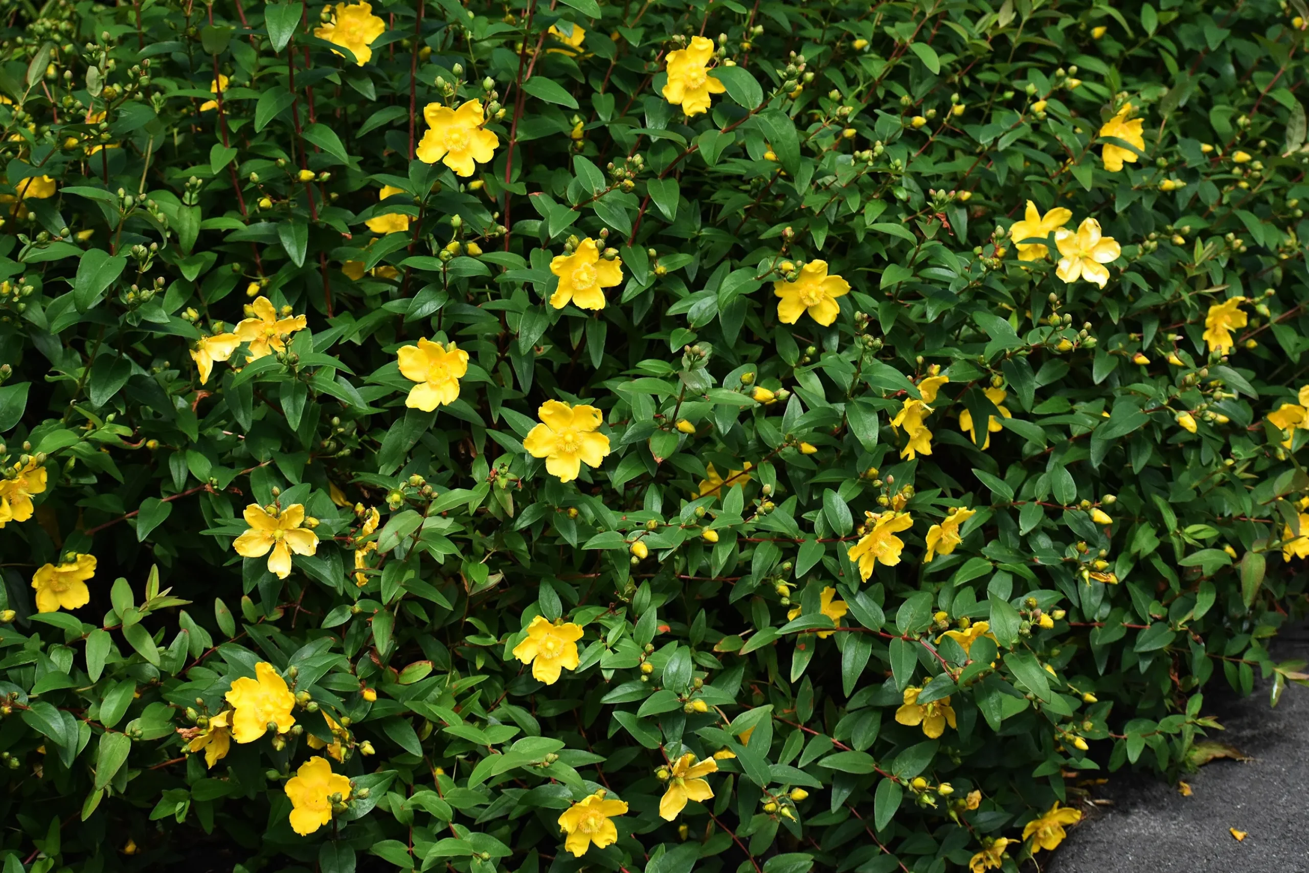 Prakthypericum D:9-11cm Krukodlad>Omnia garden