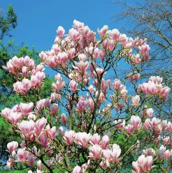 Praktmagnolia Krukodlad>Omnia garden