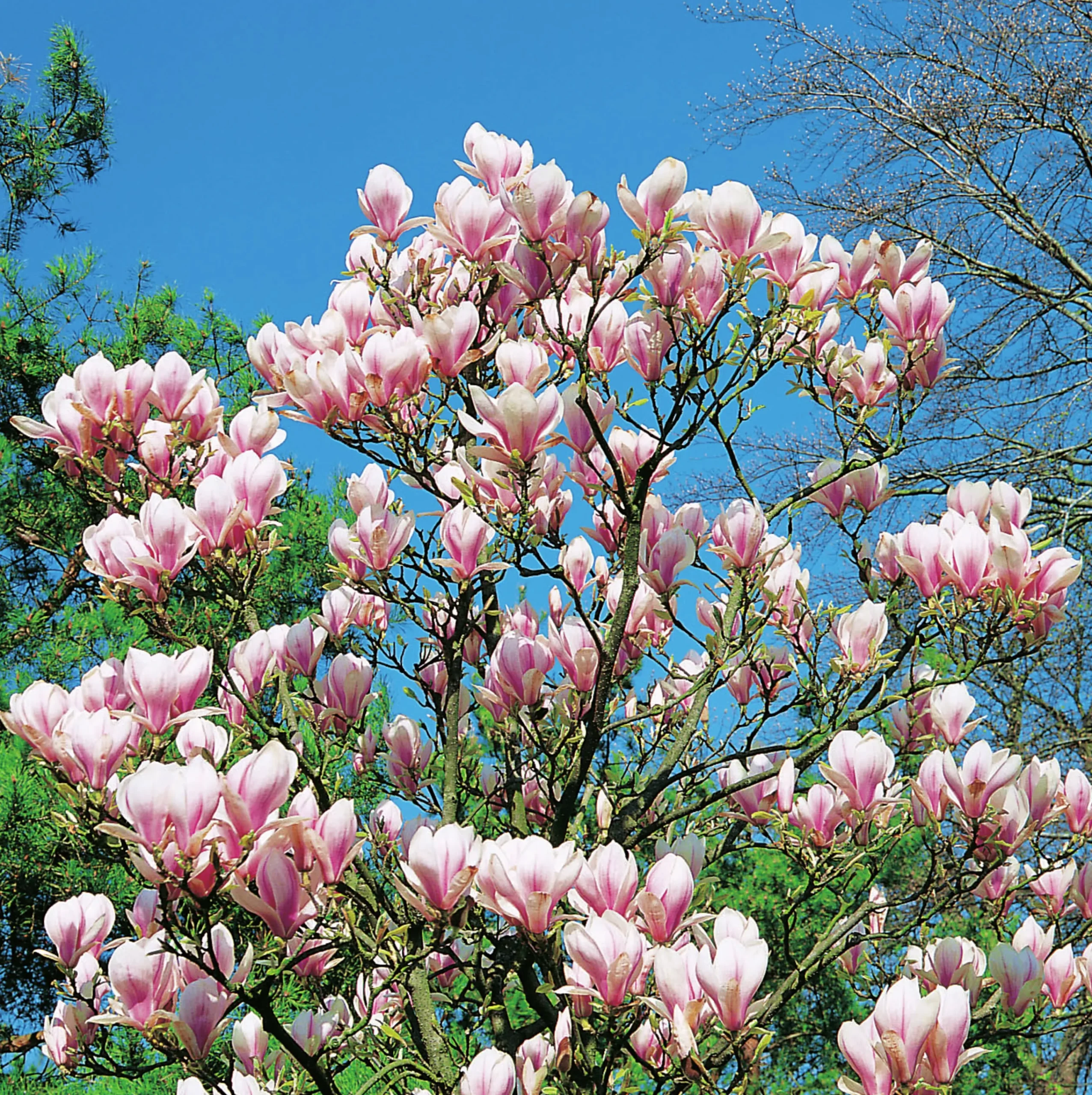 Praktmagnolia Krukodlad>Omnia garden