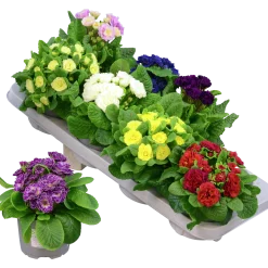 Primula lat. Primula vulgaris Belarina Serien>Mäster Grön Best
