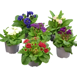 Primula lat. Primula vulgaris Belarina Serien>Mäster Grön Best