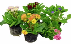 Primula lat. Primula vulgaris Belarina Serien><noscript><img width=