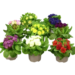 Primula lat. Primula vulgaris Belarina Serien><noscript><img width=