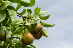 Päron Gråpäron>Omnia garden