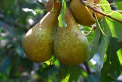 Päron 'Ingeborg'>Omnia garden New