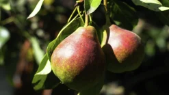 Päron 'Vasarina' Krukodlad>Omnia garden