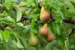 Päron 'Vasarina' Krukodlad>Omnia garden