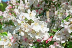 Prydnadsapel 'Evereste' Krukodlad>Omnia garden New