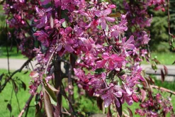 Prydnadsapel 'Royal Beauty'>Omnia garden Clearance