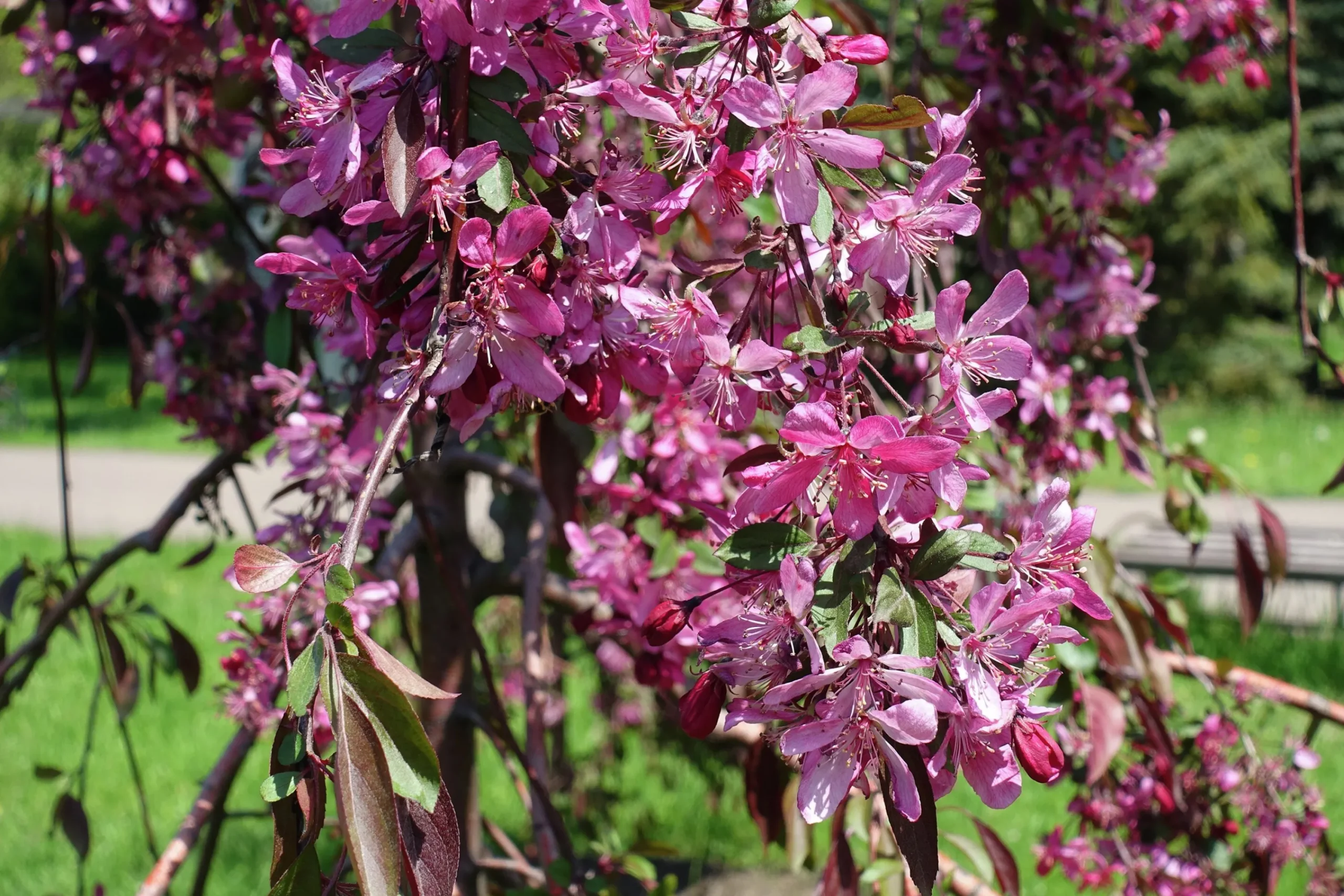 Prydnadsapel 'Royal Beauty'>Omnia garden Clearance