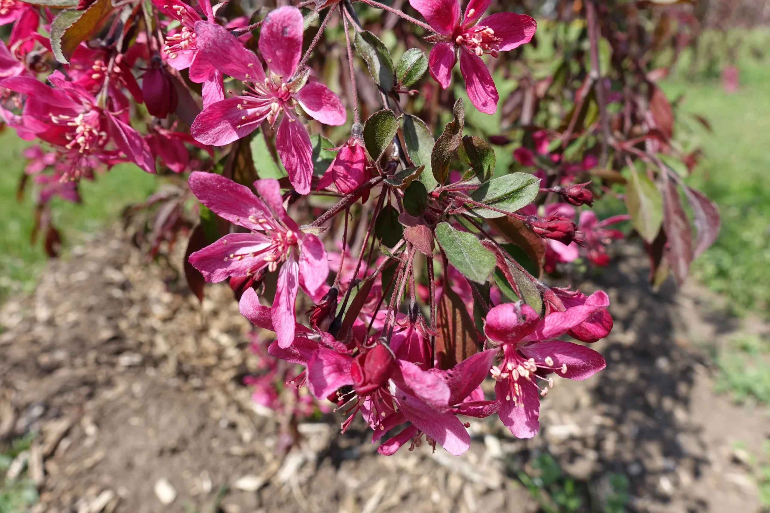 Prydnadsapel 'Royal Beauty'>Omnia garden Clearance