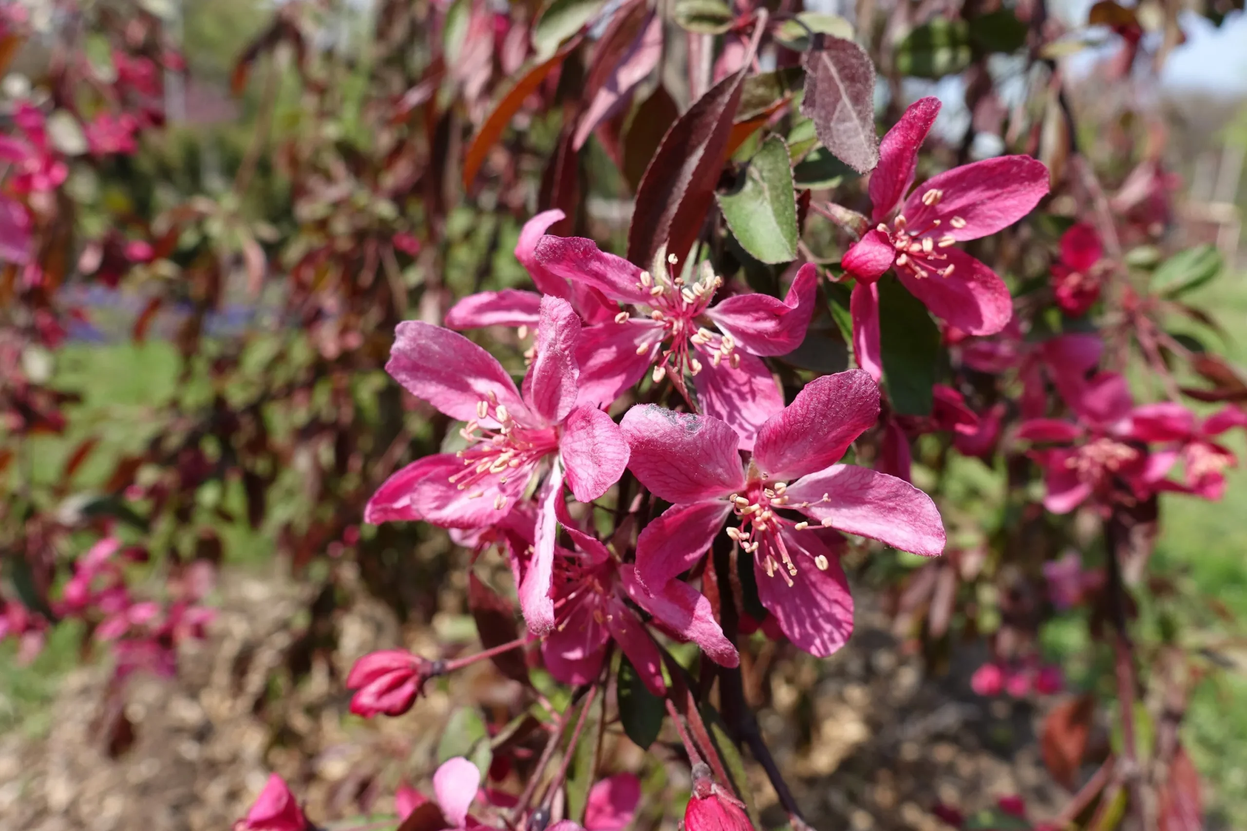 Prydnadsapel 'Royal Beauty'>Omnia garden Clearance