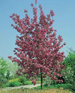 Prydnadsapel 'Rudolph' Krukodlad>Omnia garden Clearance