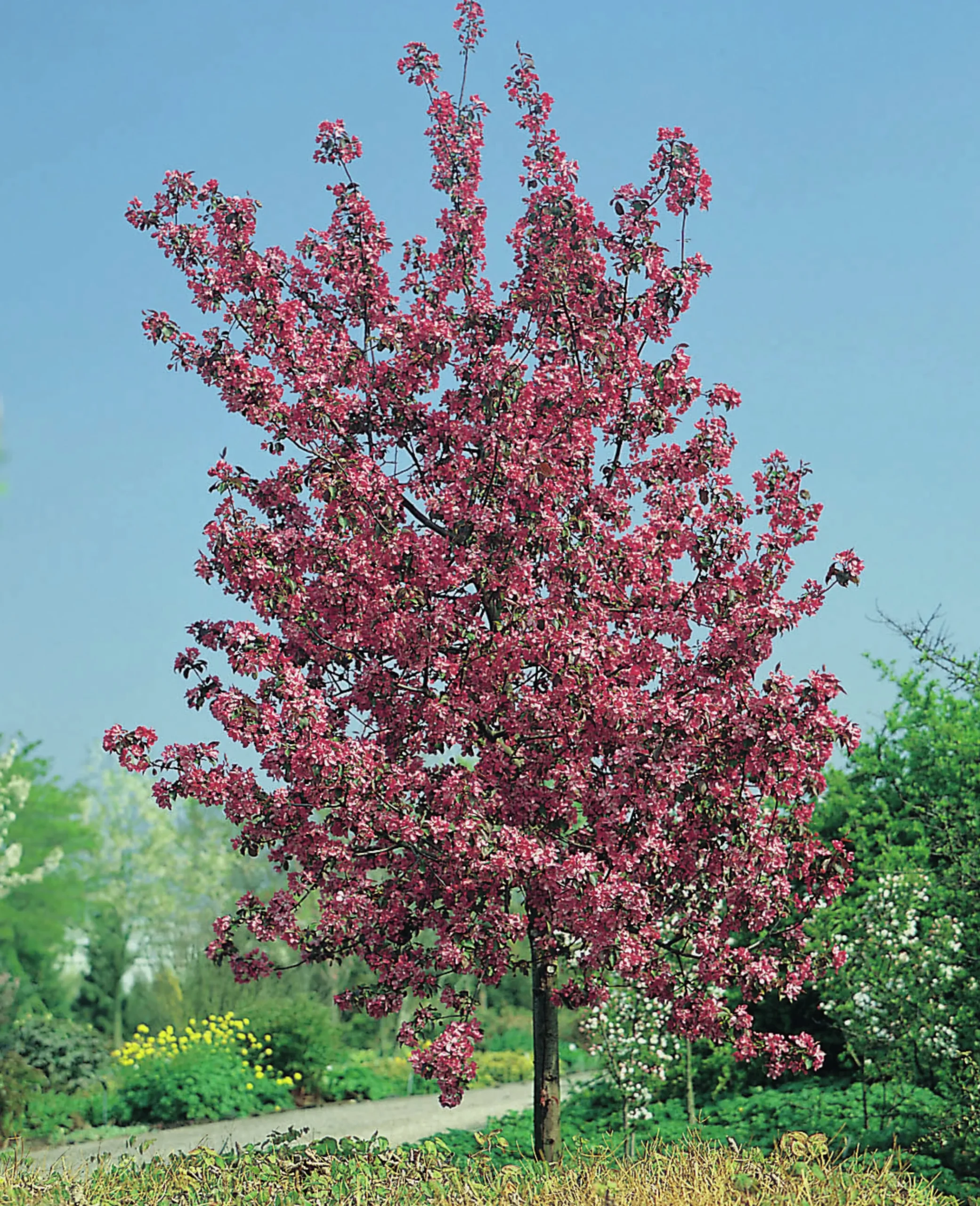 Prydnadsapel 'Rudolph' Krukodlad>Omnia garden Clearance