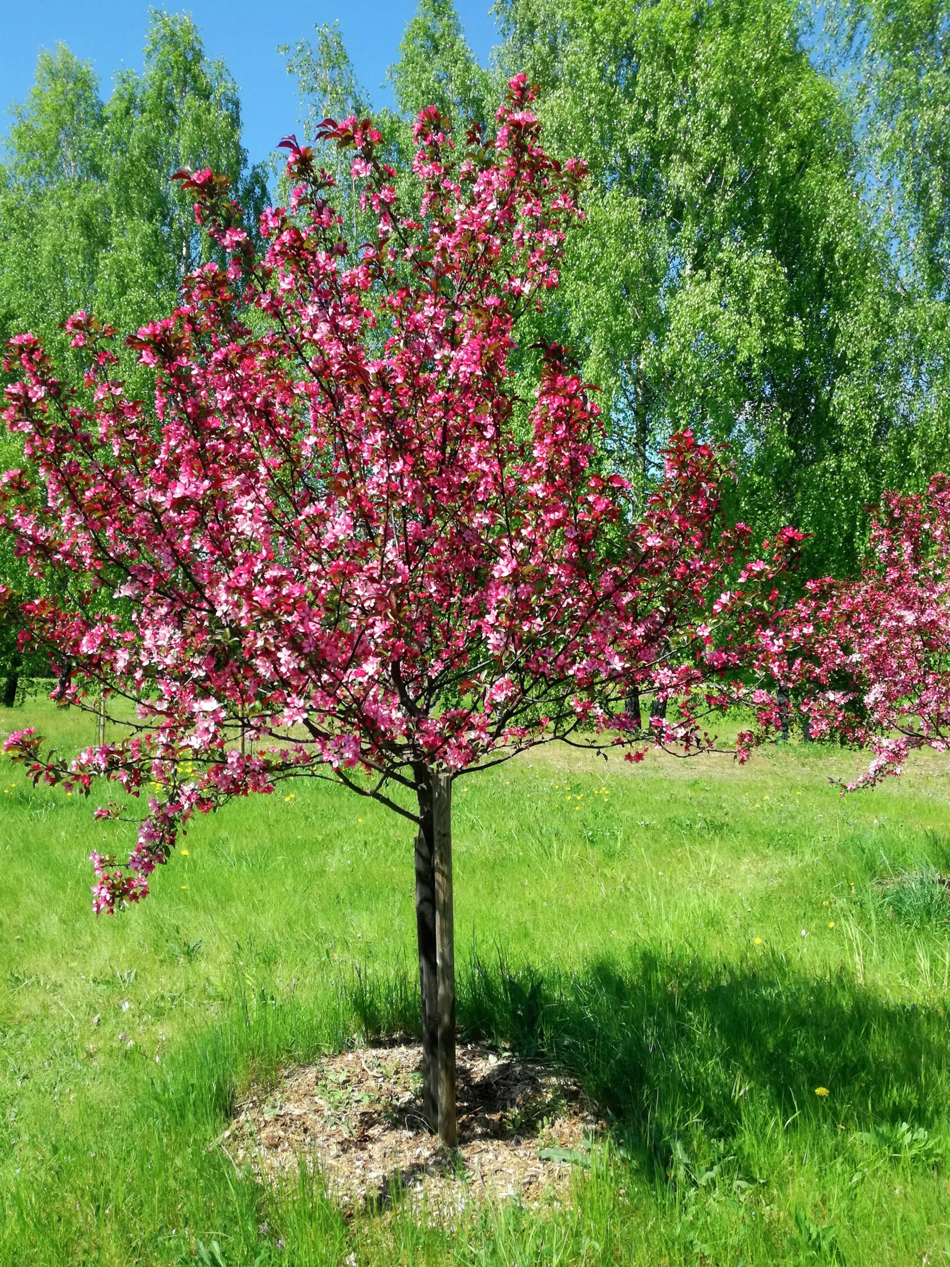 Prydnadsapel 'Rudolph' Krukodlad>Omnia garden Clearance