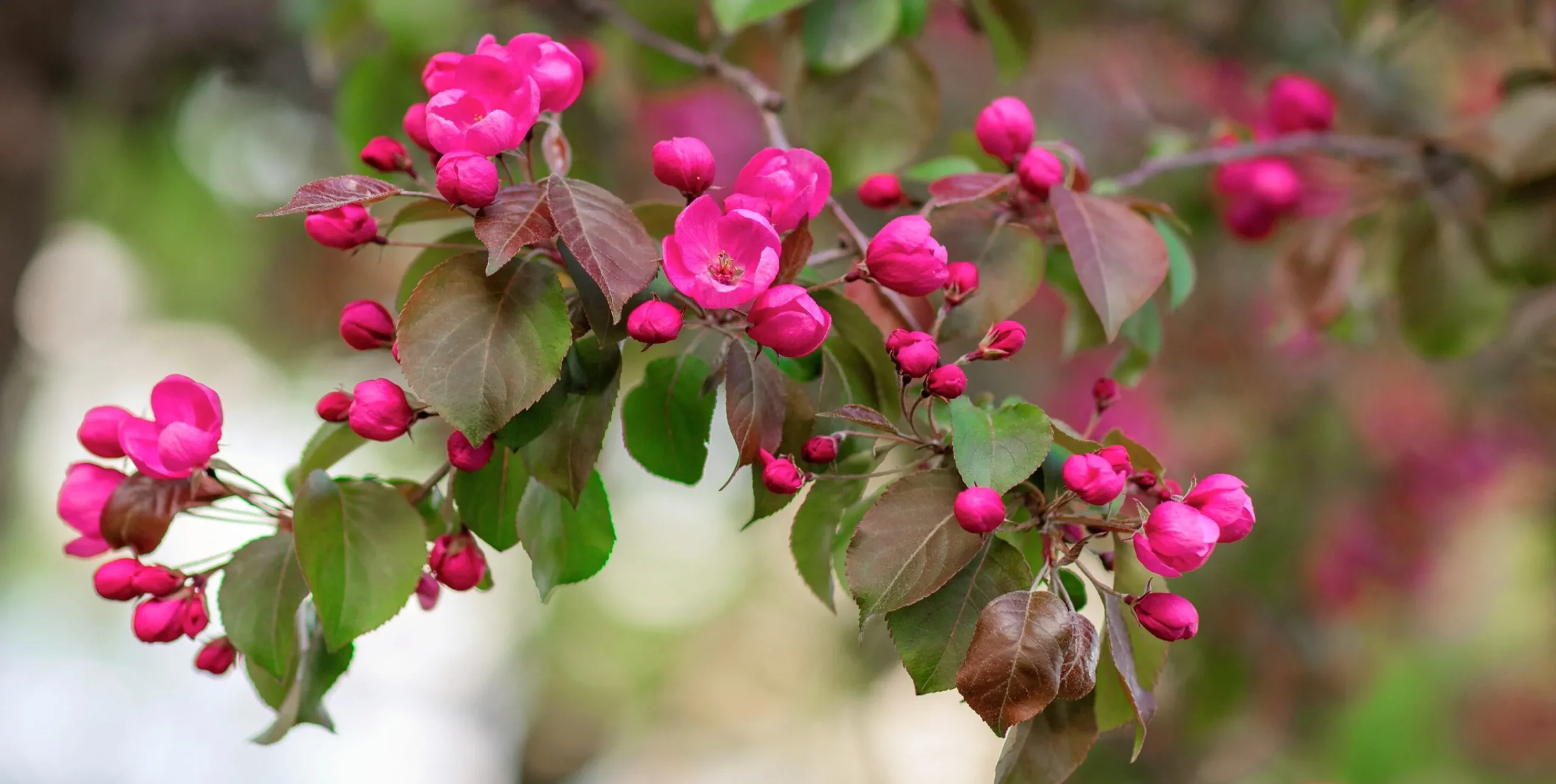 Prydnadsapel 'Rudolph' Krukodlad>Omnia garden Clearance