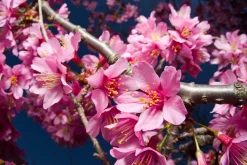 Prydnadskörsbär 'Okame'>Omnia garden New