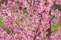 Prydnadskörsbär 'Okame'><noscript><img width=
