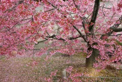 Prydnadskörsbär 'Okame'><noscript><img width=