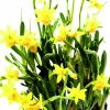 Påsklilja lat. Narcissus x cyclazetta 'Tête à tête' Mini>Mäster Grön Online