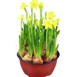 Påsklilja lat. Narcissus x cyclazetta 'Tête à tête' Mini>Mäster Grön Online